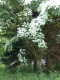 Photo #1